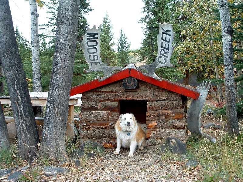 The log cabin doghouse at Moose Creek Lodge.