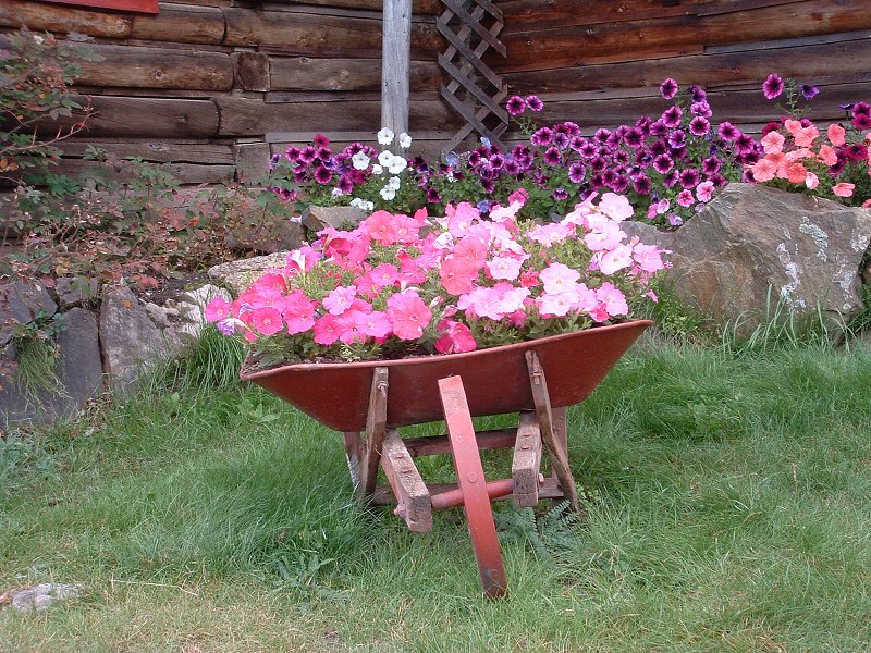 Flowers at Moose Creek Lodge.